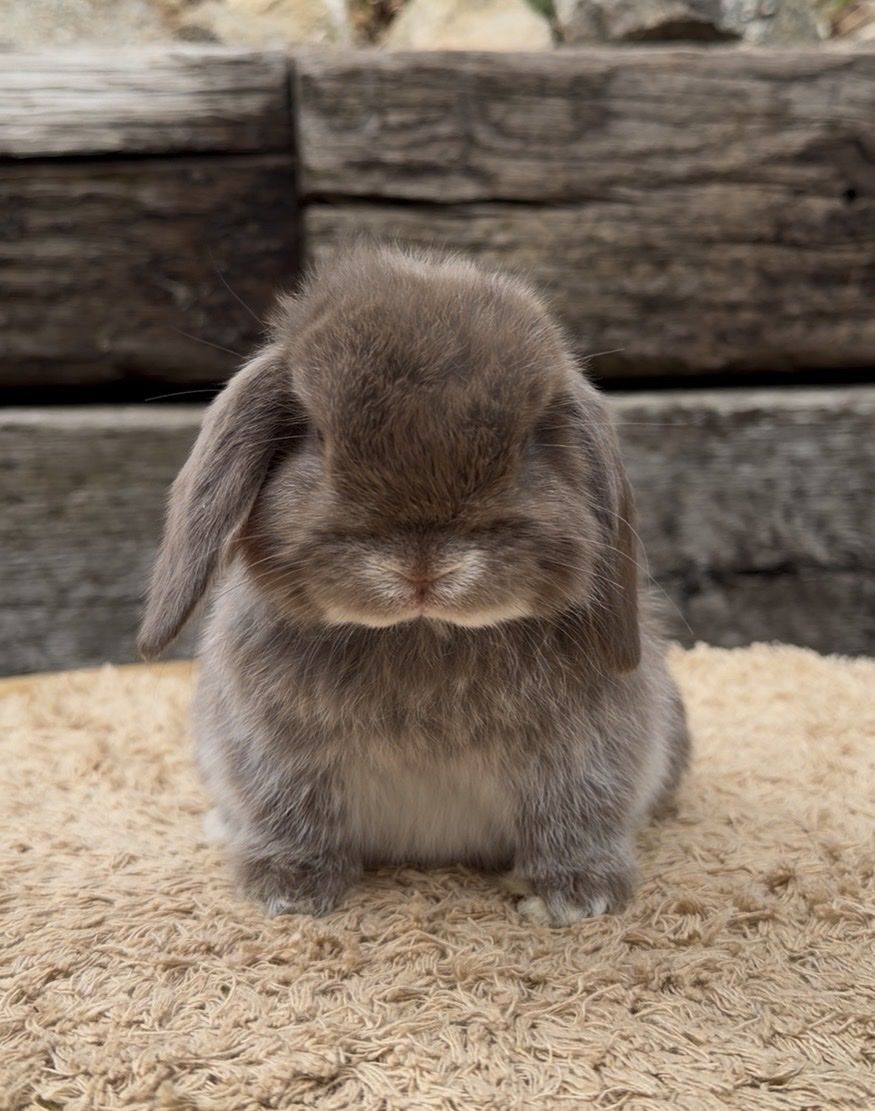 Holland Lop Doe