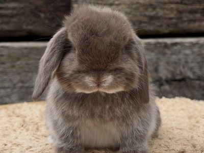 Holland Lop Doe
