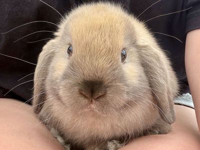 Holland Lop Buck *CAN MEET ON THE WAY TO SALT LAKE ON 7/17*