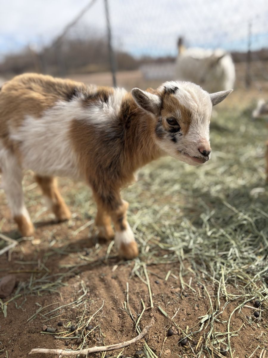 2 Goats up For Grabs