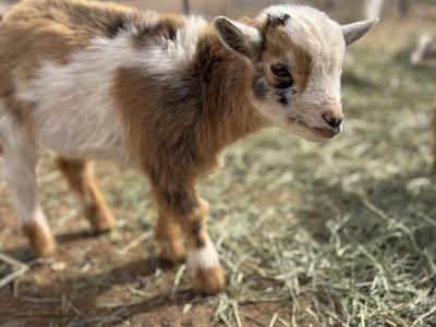 2 Goats up For Grabs