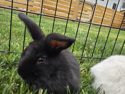 Silver Fox Mix Bunnies Straight Run