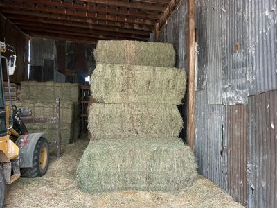 Feeder Alfalfa
