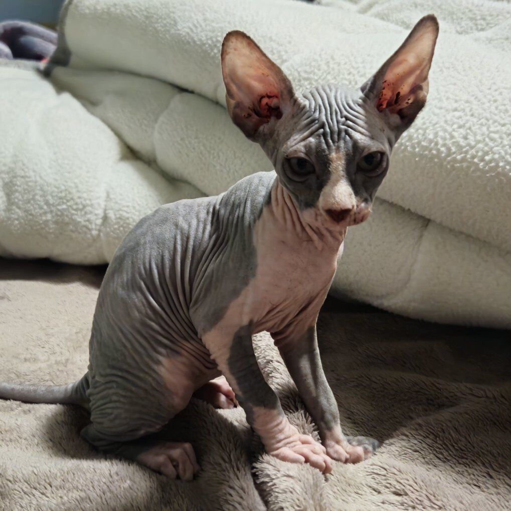 Premium Sphynx Kittens – 10 weeks (PRICES REDUCED)