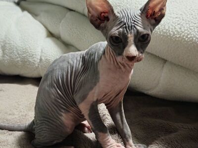 Premium Sphynx Kittens – 10 weeks (PRICES REDUCED)