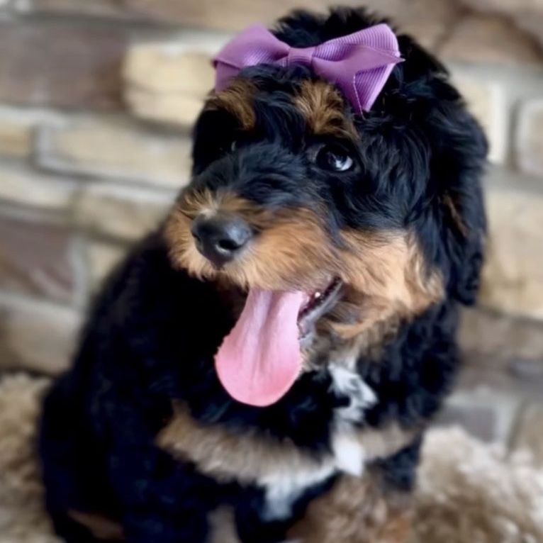 Bernedoodle