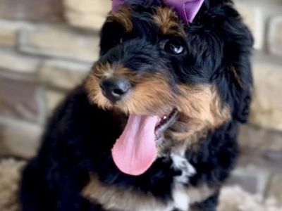 Bernedoodle