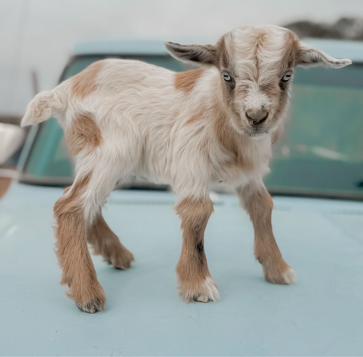 •Bambi• Nigerian Dwarf x Silky Fainter Buckling