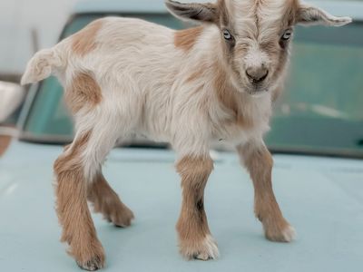 •Bambi• Nigerian Dwarf x Silky Fainter Buckling