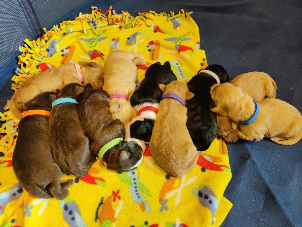 Mini golden aussiedoodle puppies