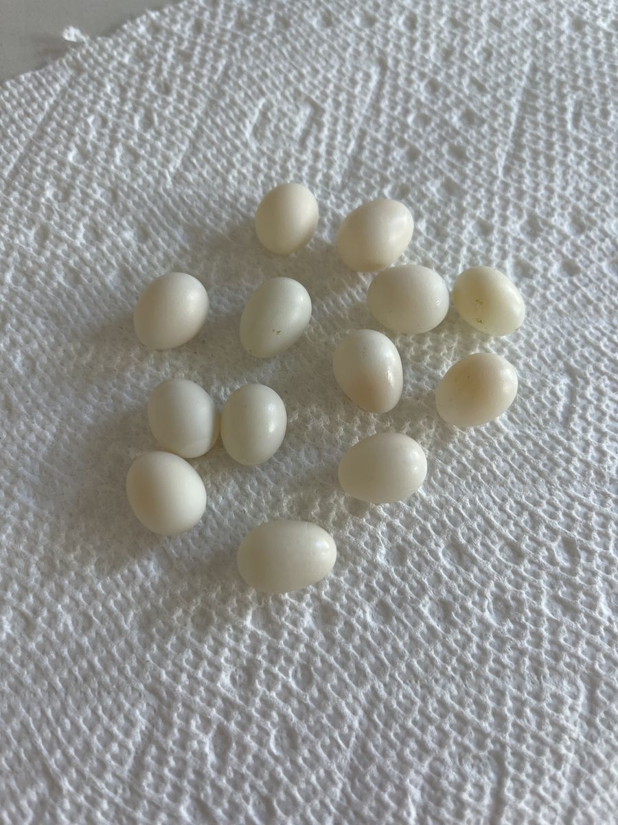 13 Finch Eggs(Food for Pets)