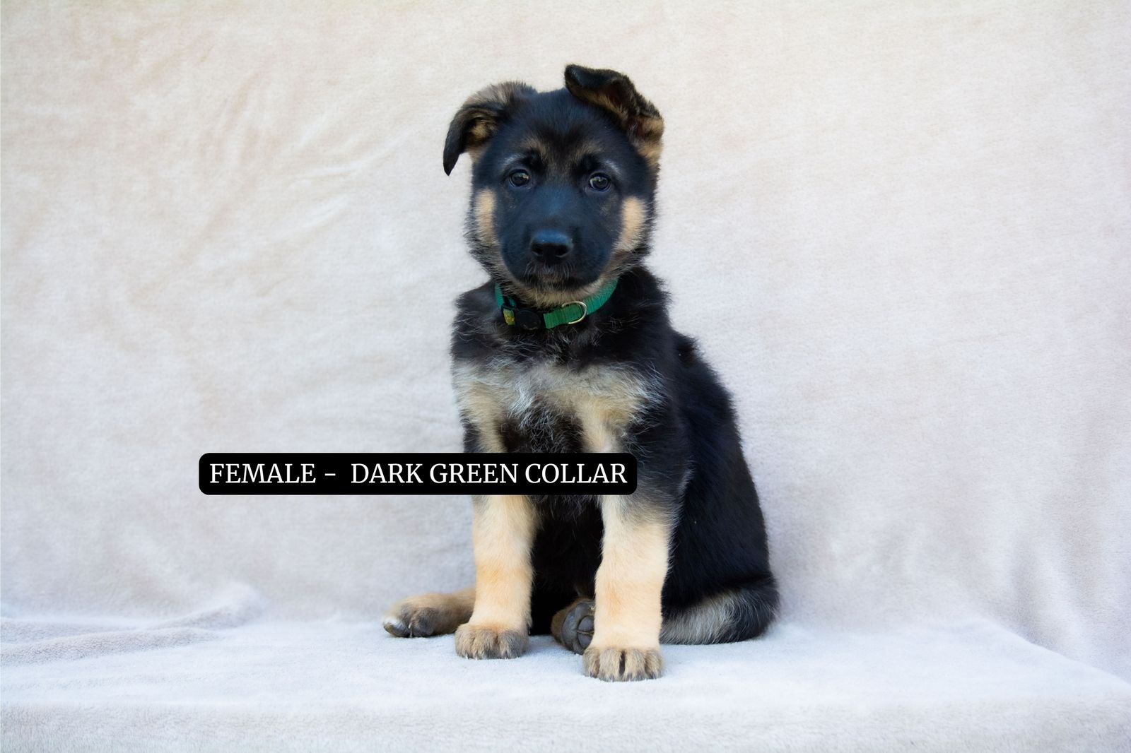 Exceptional Purebred German Shepherd Puppies