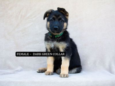Exceptional Purebred German Shepherd Puppies