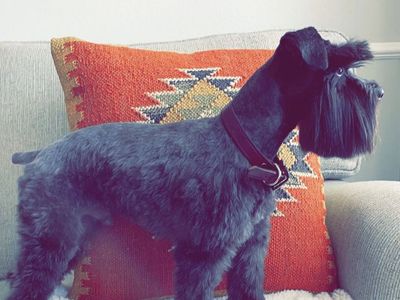 Proven AKC Miniature, Schnauzer, Stud Only