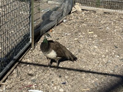 2 year old Peacock hen for sale