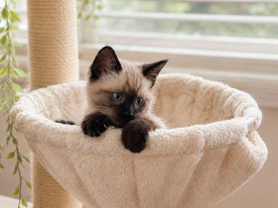 Adorable Male Siamese Kitten now Available to go to loving furrever family!