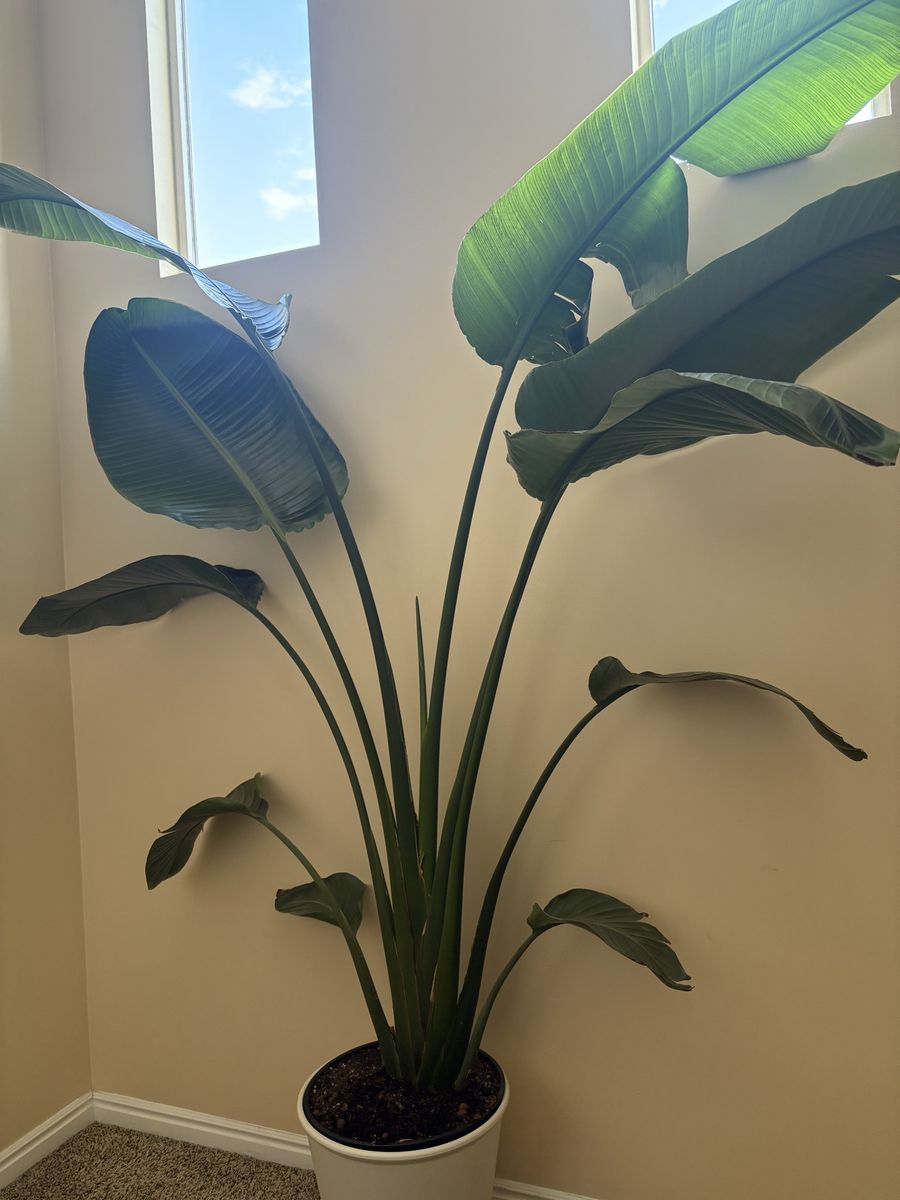 Large Live Bird of Paradise Plant - Potted Houseplant