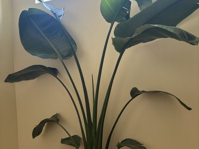 Large Live Bird of Paradise Plant - Potted Houseplant