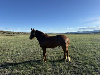 GYPSY VANNER / QAURTER HORSE