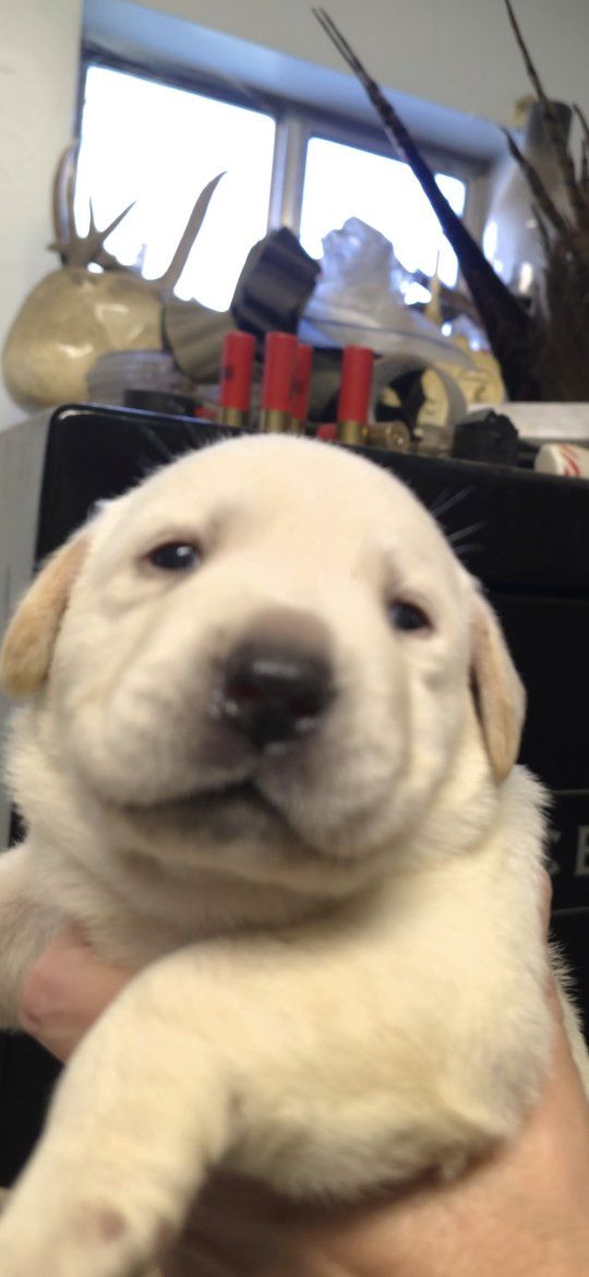 akc English lab