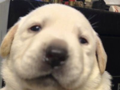 akc English lab