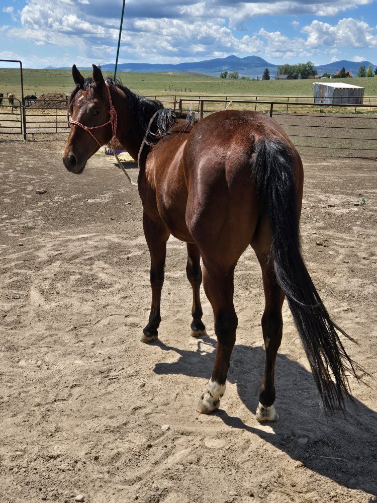 Pretty 2024 AQHA gelding