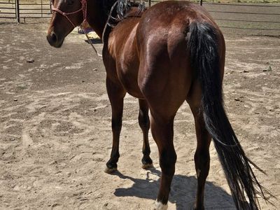 Pretty 2024 AQHA gelding