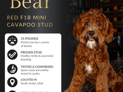 Red F1B Mini Cavapoo Stud Service – Health Tested Teddy Bear Puppies