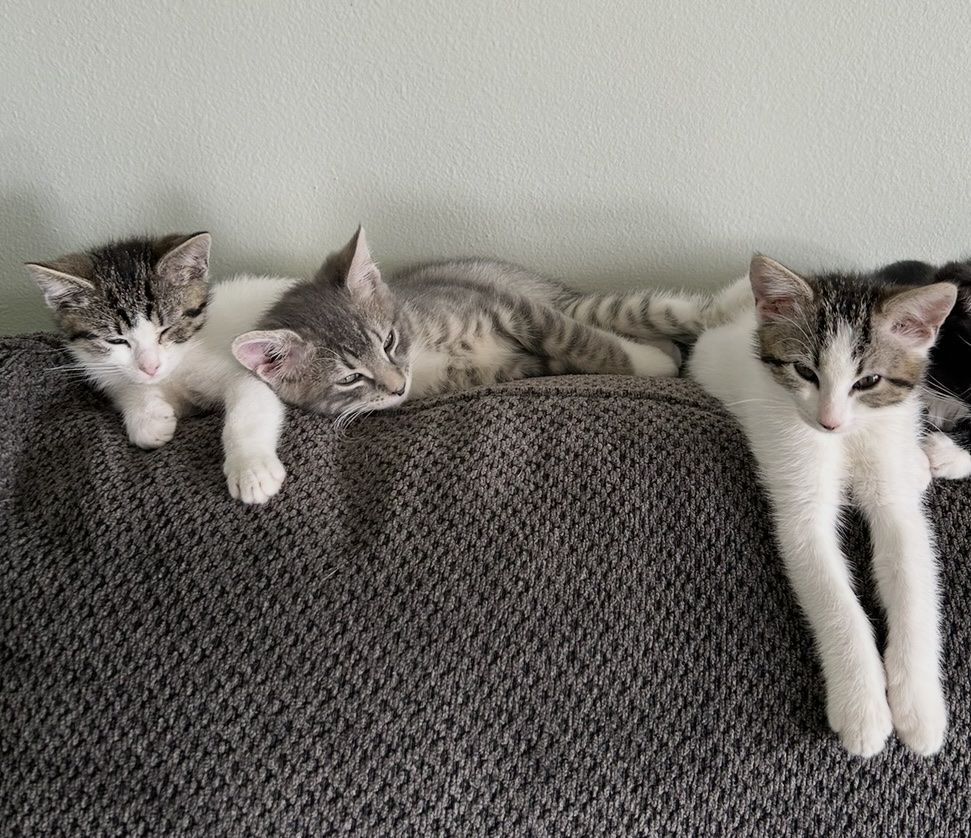 Kittens