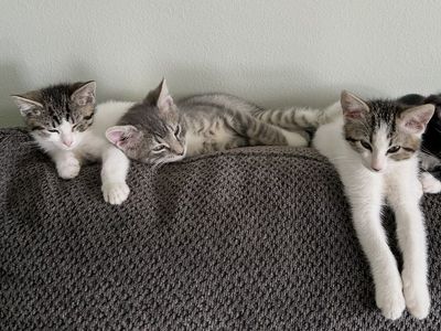 Kittens