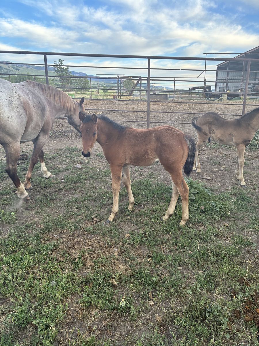 Aqha bay roan filly