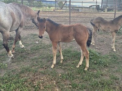 Aqha bay roan filly