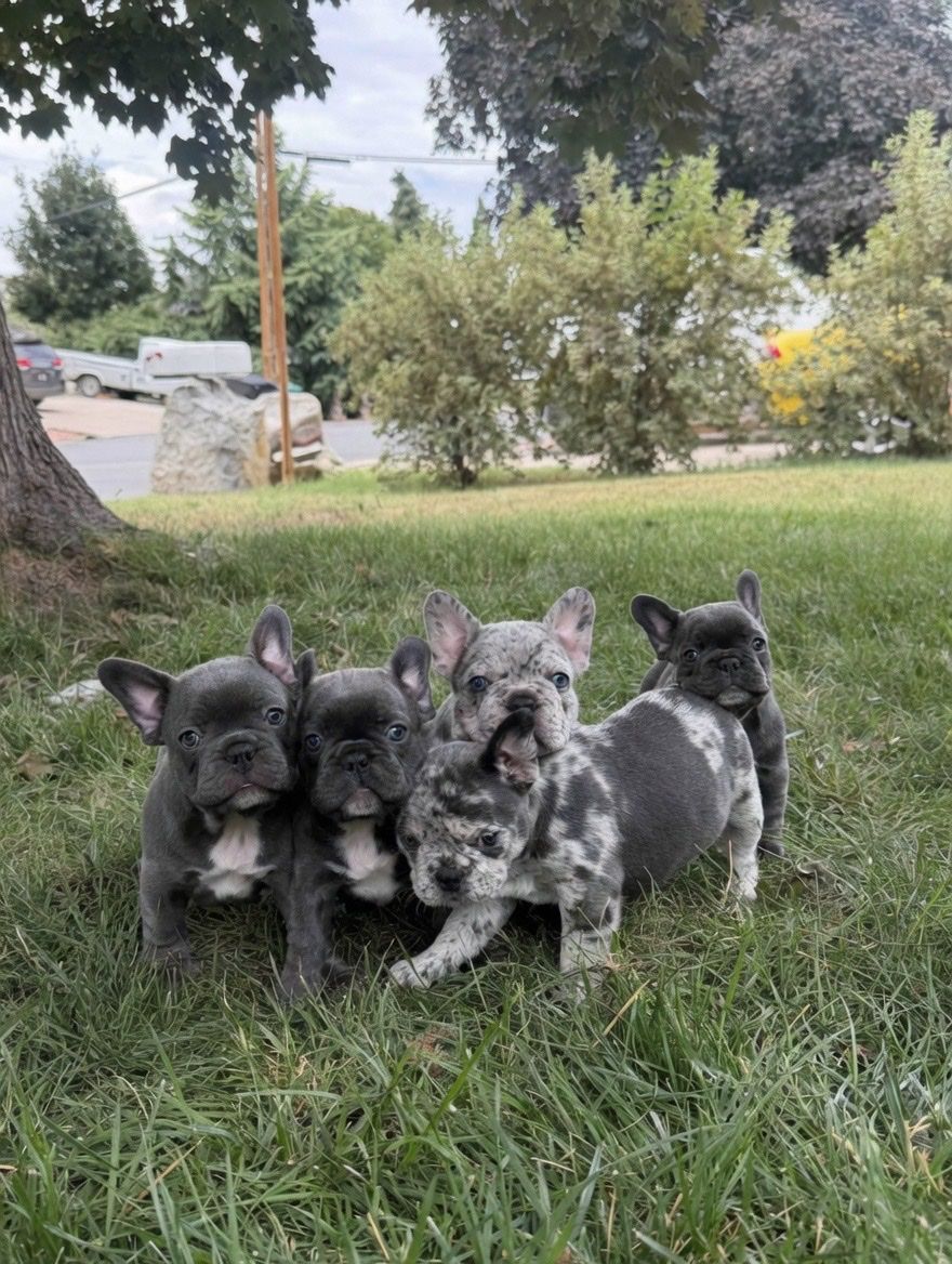 For Sale: Five Adorable AKC French Bulldog Puppies (Frenchies)