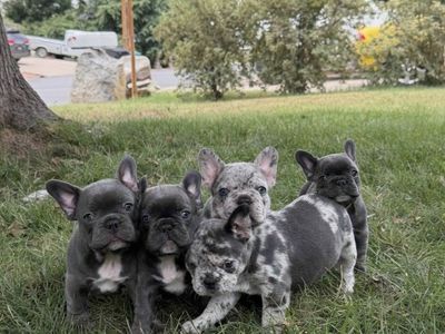 For Sale: Five Adorable AKC French Bulldog Puppies (Frenchies)