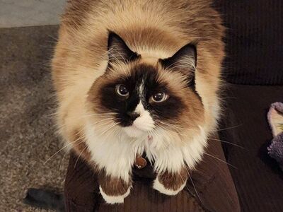 Ragdoll Cat-Free to a good home