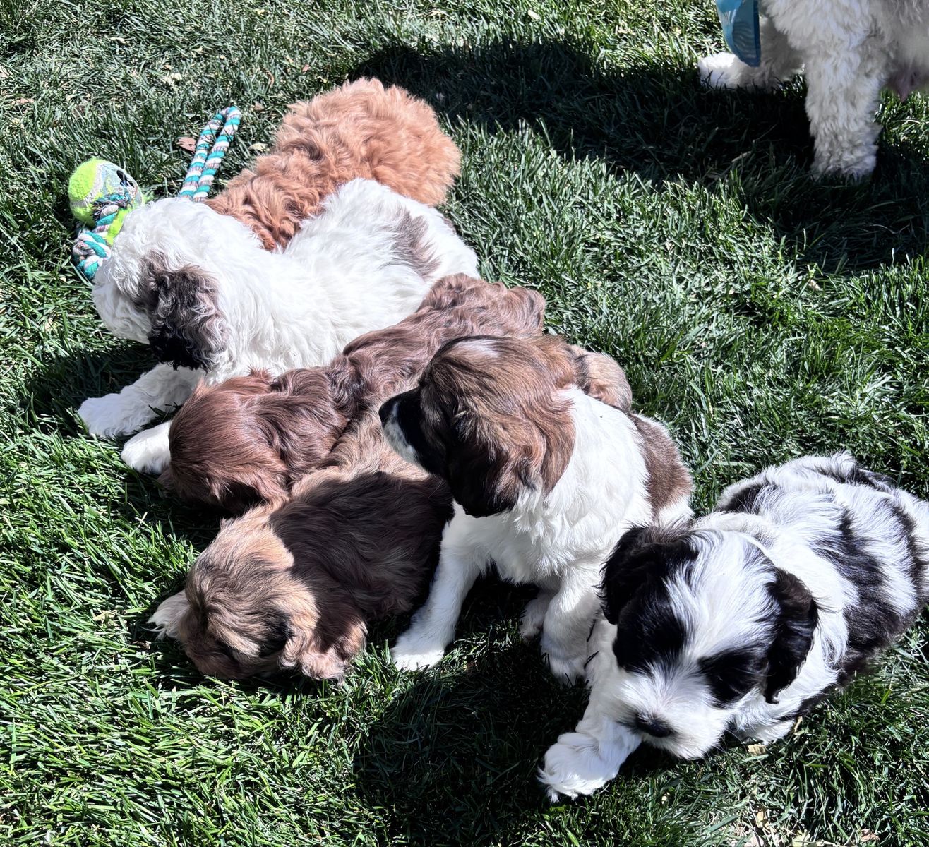 Cockapoo Puppies!