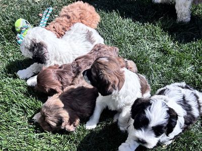 Cockapoo Puppies!