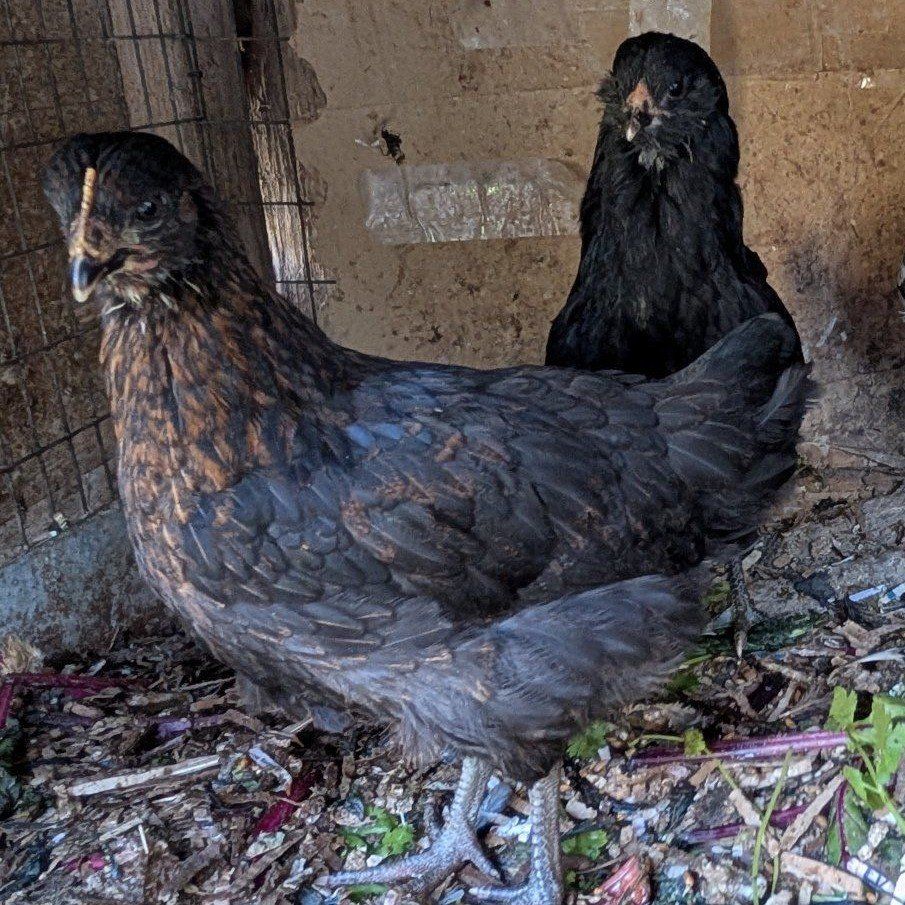 Prolific young layer hens