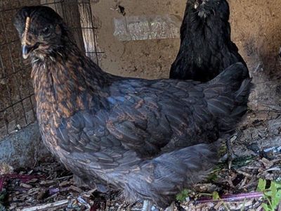 Prolific young layer hens