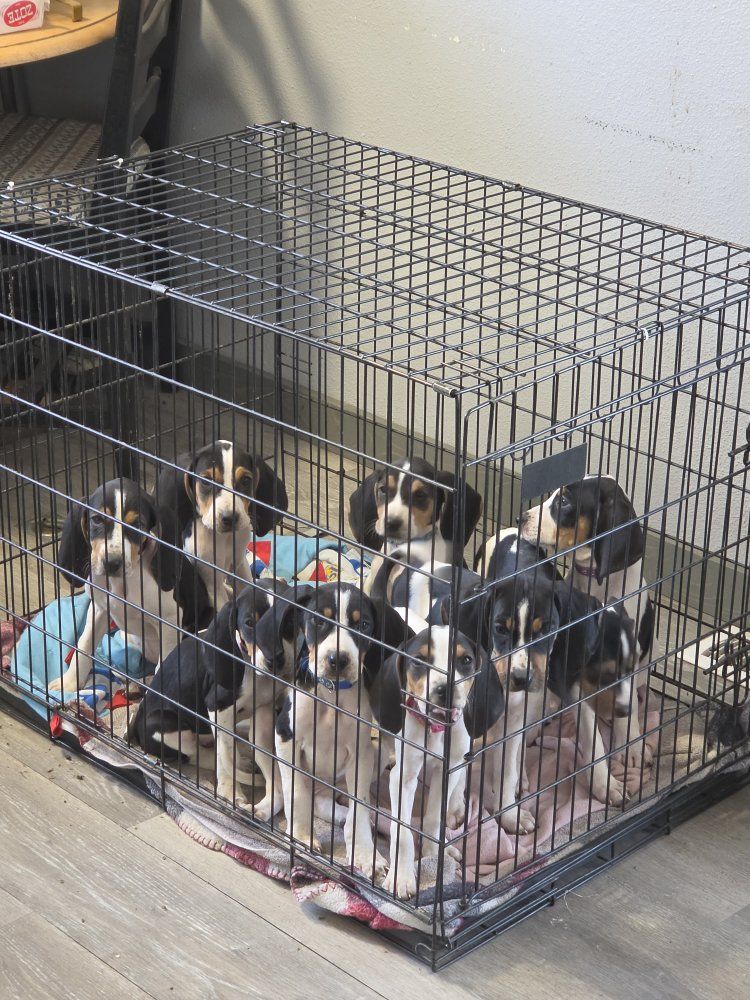 Coonhounds
