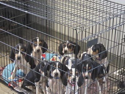 Coonhounds