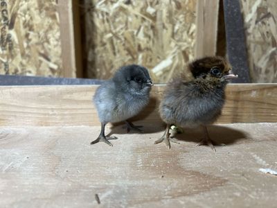 Easter egger chicks. Blue eggs!