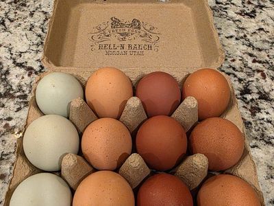 Rainbow Hatching Eggs