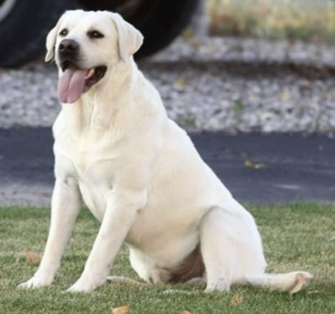 AKC White/Yellow Labrador Retrievers
