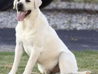 AKC White/Yellow Labrador Retrievers