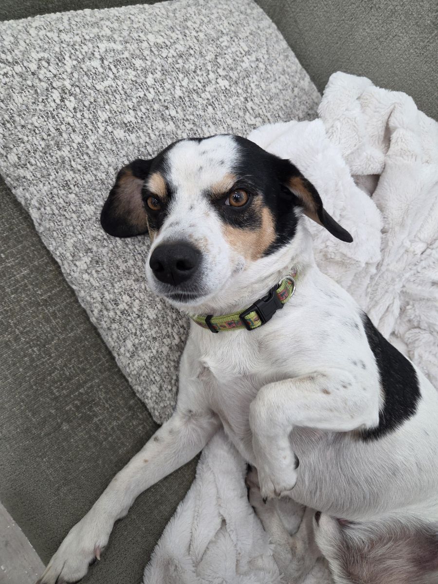 Otis – Sweet & Loving Dog for Adoption