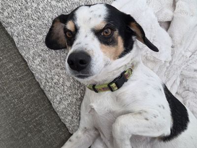 Otis – Sweet & Loving Dog for Adoption