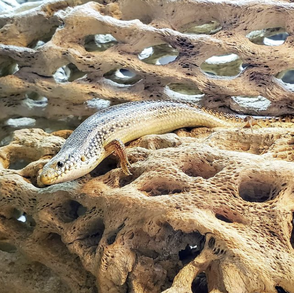 4 adult female ocellated skinks for sale — can sell individually or as group