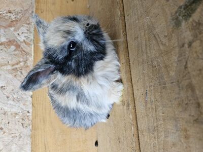 Holland lop ear babies