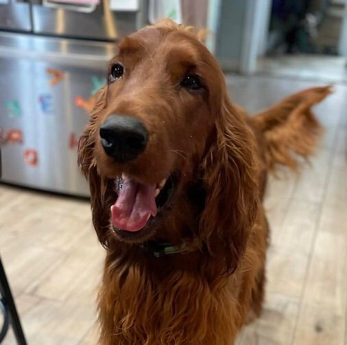 AKC Irish Setter Neutered Male